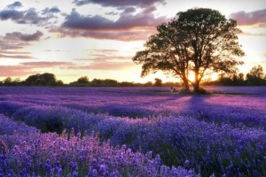 Omgeving